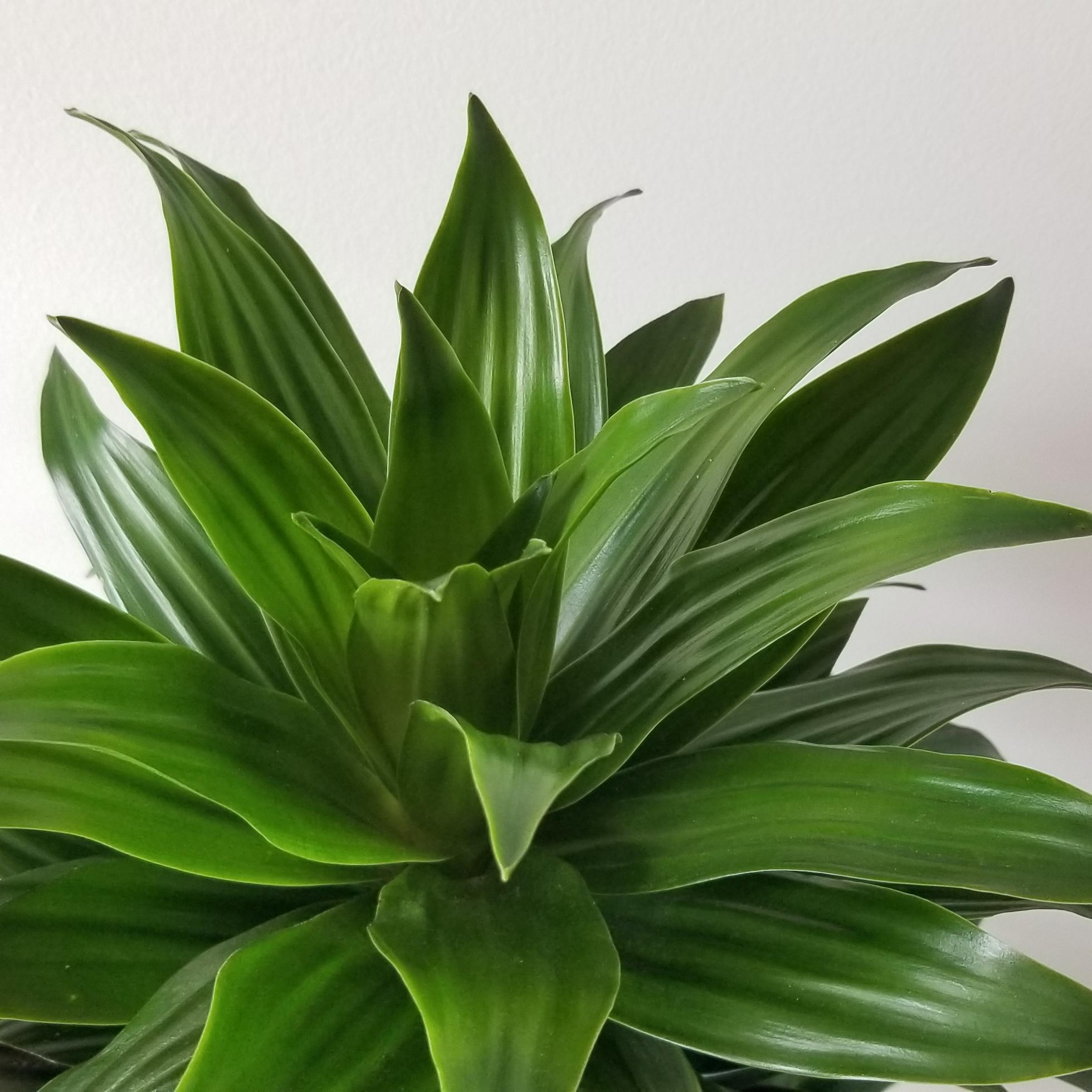 Dracaena Janet Craig Compacta - ODEL PLANTS