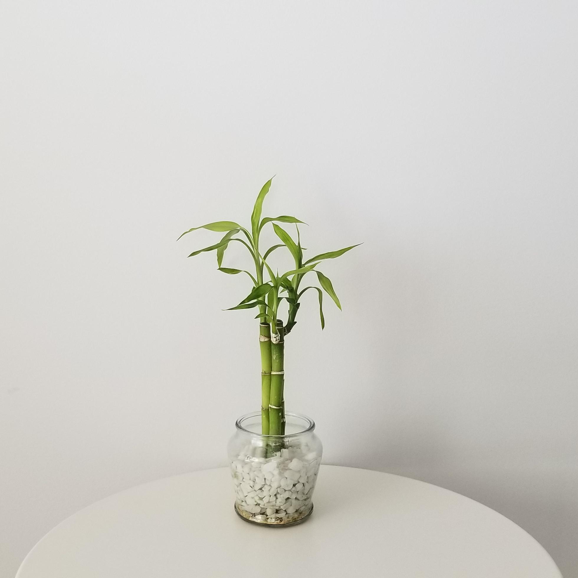 Lucky Bamboo 3 stems in Glass Vase - ODEL PLANTS